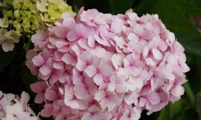 ​一月开什么花，从一月到十二月分别开什么花？