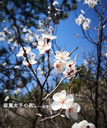 夫哀莫大于心死