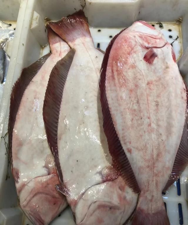 多宝鱼有鱼鳞吗，多宝鱼有鱼鳞吗？图9