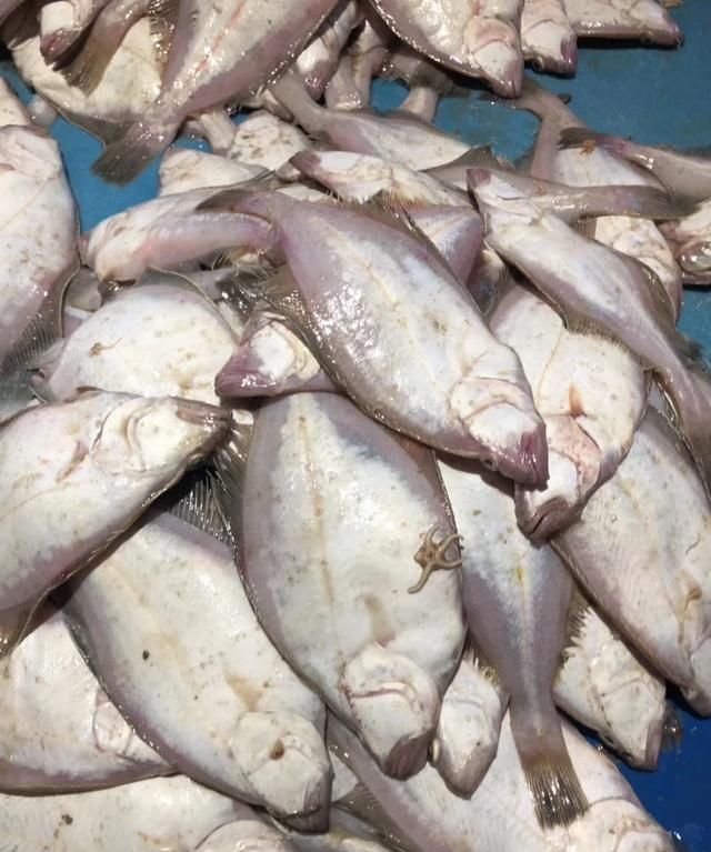 多宝鱼有鱼鳞吗，多宝鱼有鱼鳞吗？图7