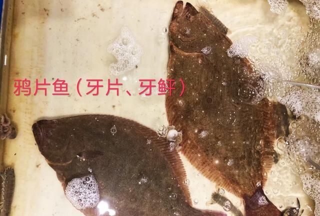 多宝鱼有鱼鳞吗，多宝鱼有鱼鳞吗？图8
