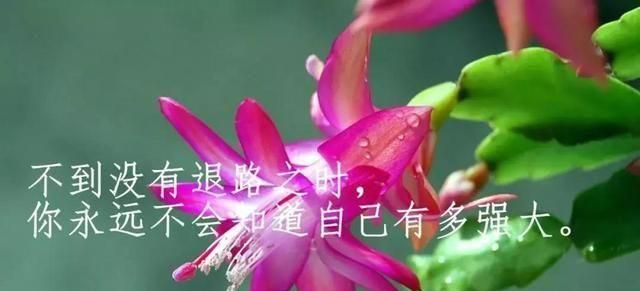 有哪些关于生活的好句子