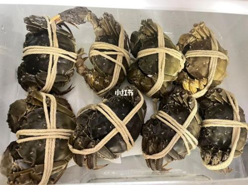 活螃蟹怎么保存在冰箱里(活螃蟹怎么保存一晚上)-第1张图片-
