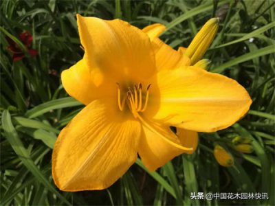 ​萱草花歌曲表达了什么情感（完美诠释中国母亲花文化）