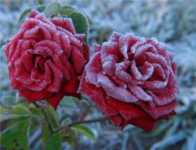 ​关于描写月季花诗句（十五首形容月季的古诗词大全）