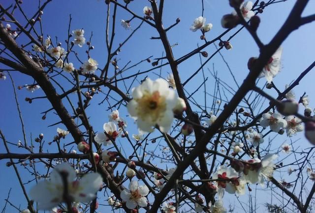 早饭的重要性，早餐的重要性有什么？图6