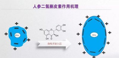 ​槲皮素是什么东西，槲皮素是水杨酸吗？