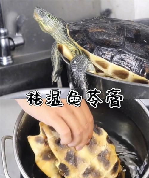 龟岑膏里真的有乌龟吗
