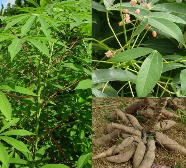 木薯是什么，木薯淀粉指的是什么呢？图4