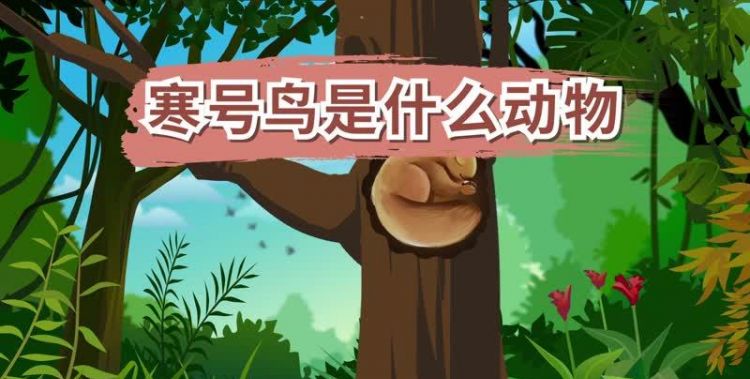 寒号鸟是鸟类吗属性是什么