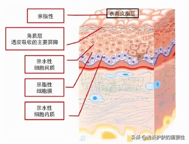 坚持用水乳皮肤会有什么样的改善（水乳是干嘛的）