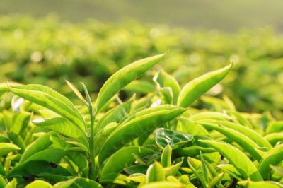 ​绿茶是热性的还是凉性的，没有发酵的生茶(凉性茶叶)