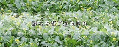 ​菜心开花了还能吃吗