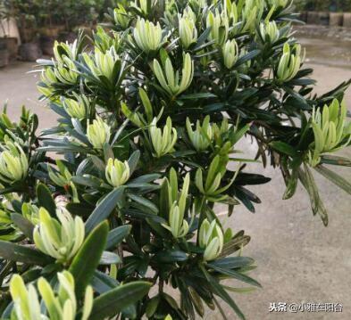 罗汉松怎么养(罗汉松怎样修剪才漂亮)