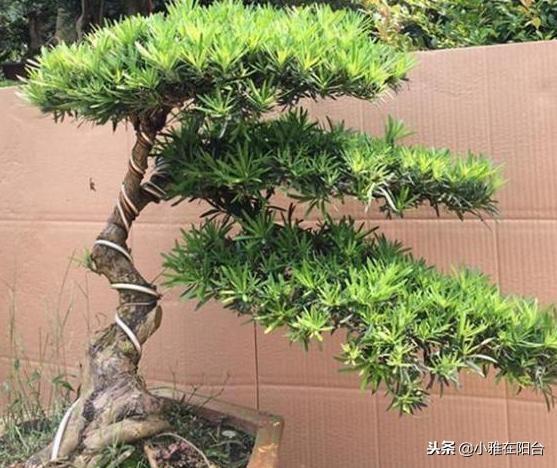 罗汉松怎么养(罗汉松怎样修剪才漂亮)