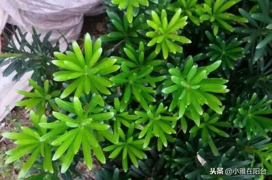 罗汉松怎么养(罗汉松怎样修剪才漂亮)