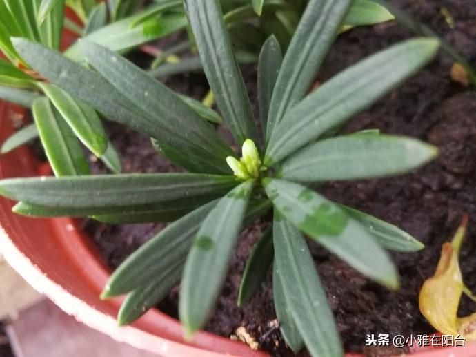 罗汉松怎么养(罗汉松怎样修剪才漂亮)
