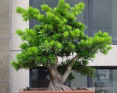 ​罗汉松怎么养(罗汉松怎样修剪才漂亮)