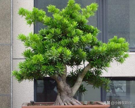 罗汉松怎么养(罗汉松怎样修剪才漂亮)