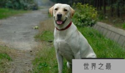 ​世界上最厉害的猎犬：拉布拉多巡回猎犬