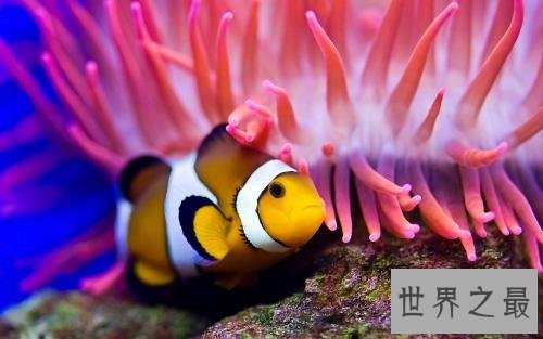 世界上最忧伤的鱼，直接丑到没朋友