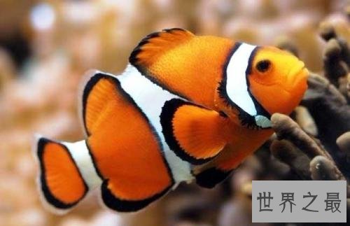 世界上最忧伤的鱼，直接丑到没朋友