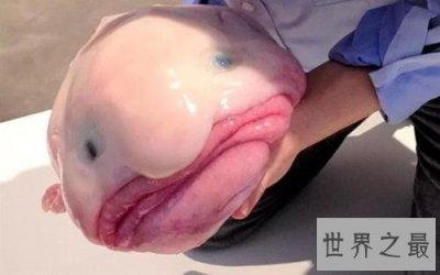 ​世界上最忧伤的鱼，直接丑到没朋友