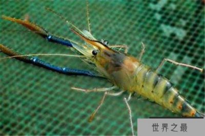 ​世界最大的淡水虾，罗氏沼虾体长达40厘米