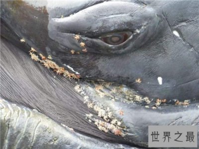 ​鲸虱寄生在鲸鱼身上，用四肢与钳子攀附在皮肤上