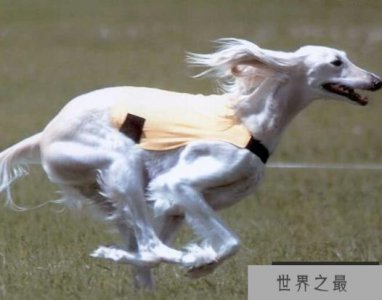 ​世界十大名犬 萨摩耶排名第一价格最贵