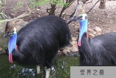 ​什么鸡最大?世界上最大的鸡