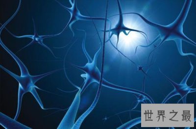 ​人体中最长的细胞有多长，1米以上(没有卵细胞大)