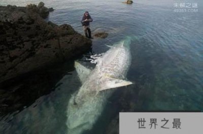 ​7.62米姥鲨陈尸海面：世界上最大鲨鱼死亡