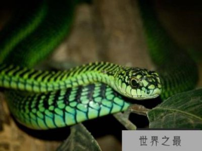 ​非洲树蛇属 Boomslang