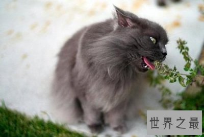 ​猫薄荷是什么？为你奉上区分猫薄荷和薄荷的小贴士！