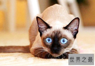 ​暹罗猫价格怎么样？如何选购暹罗猫？