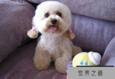 ​什么狗最干净最好养，七种干净又好养的狗