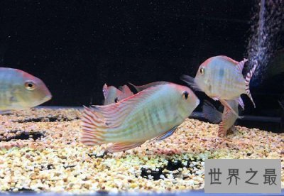 ​热带鱼怎么养？养鱼小课堂开课啦！