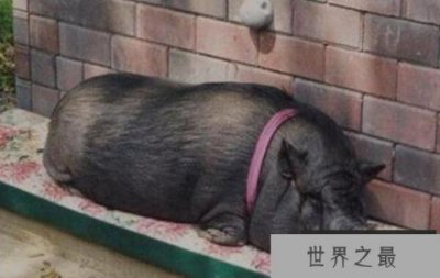 ​世界上寿命最长的猪，宠物猪活了23岁