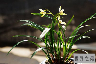 ​世界上十大名花:雍容华贵的牡丹上榜 你都养过几种？