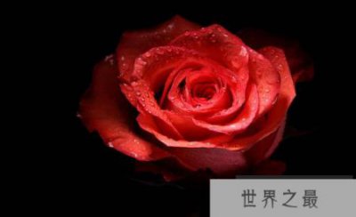 ​世界上最美丽的十朵花,玫瑰并不惊讶地排在第一位