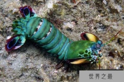 ​世界上最凶残的虾，雀尾螳螂虾可击碎贝壳