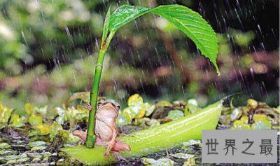 ​世界上最小清新的青蛙,打伞树蛙(后被证实为摆拍)