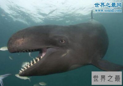 ​世界上最悲哀的濒危动物，伪虎鲸(被人类逼到集体自杀）