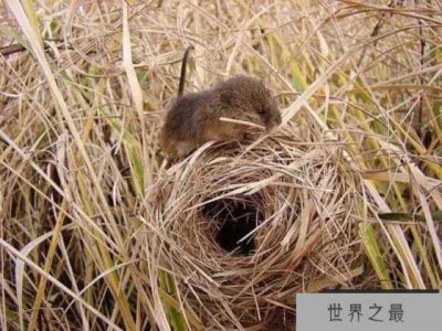 ​全世界最小的老鼠，燕麦鼠身长仅6厘米