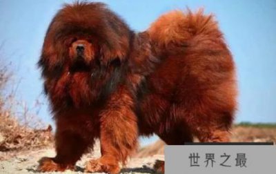 ​世界上最危险的五种狗，看到要绕道走