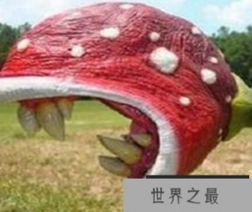 ​世界上最可怕的花，食人花吃过无数过路的生命
