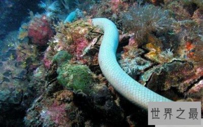 ​绿茸线蛇真的存在吗？世界上年纪最大的蛇居然是它！