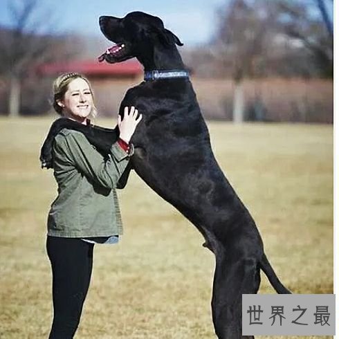 世界上最高大的狗，2.1米高的它内心其实挺温柔的。