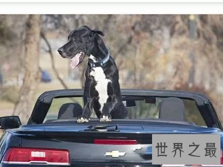 世界上最高大的狗，2.1米高的它内心其实挺温柔的。
